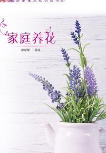 木疙瘩的定时器属性